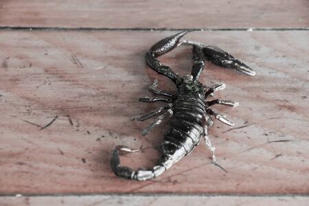 Close up black scorpion on grunge woodenの写真素材