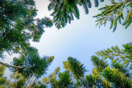 Fresh green tree nature background with sky on sunny dayの写真素材