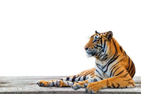 Close up tiger isolated on white backgroundの写真素材