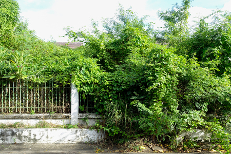 Close up grass overgrown on nobody houseの写真素材