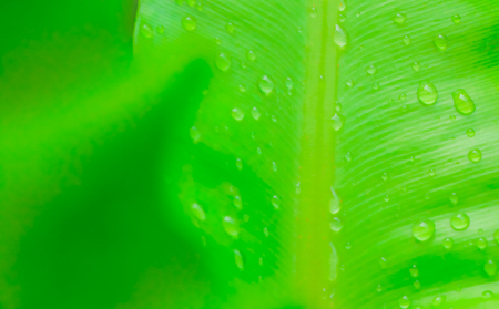 Close up green leaf nature with water drops on nature backgroundの写真素材