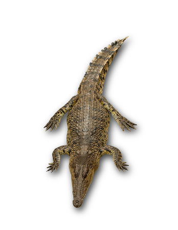 Close up big crocodile isolated on white backgroundの写真素材