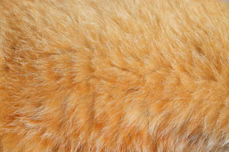Close up smooth brown cat fur texture backgroundの写真素材