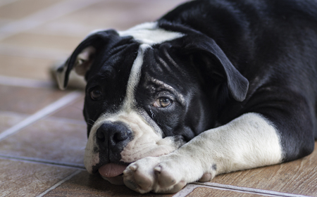 Close up portrait of dog smile on house floorの写真素材