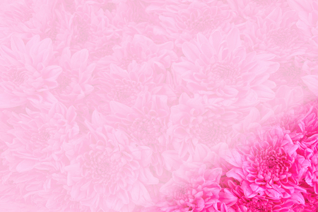 Close up pink rose flowers background with space use for texts or something display on valentine day.の写真素材
