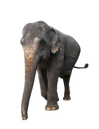 Close up old elephant isolated on white backgroundの写真素材
