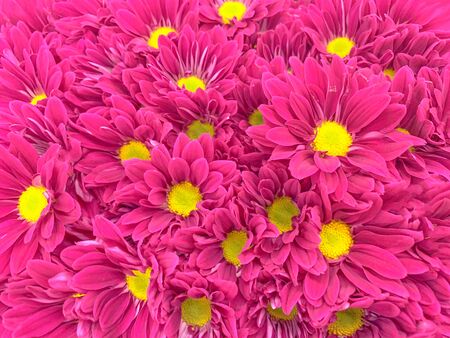 Close up top view of colorful pastel flowers backgroundの写真素材