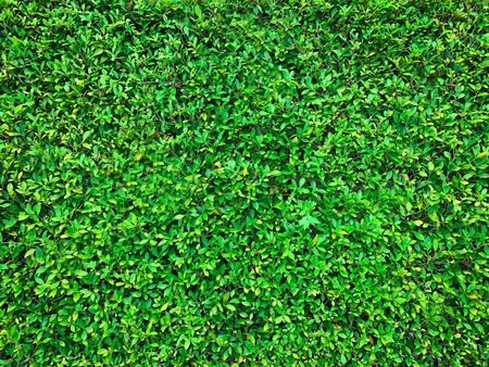 Close up of fresh green grass texture background at the parkの写真素材