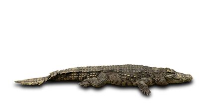 Big crocodile isolated on white backgroundの写真素材