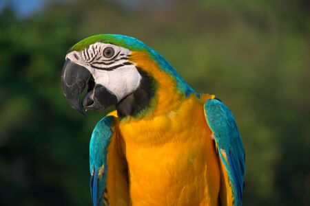 Portrait of a parrot