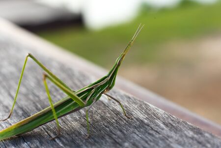 Close up of a grasshopperの写真素材