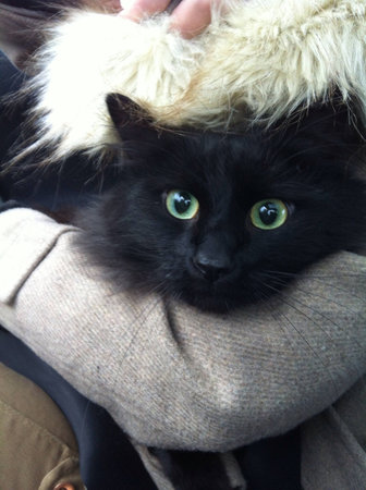 Black cate huge in arms の素材