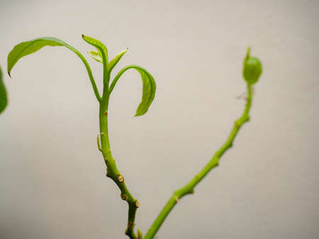 strong house plants with green leaves in blossom