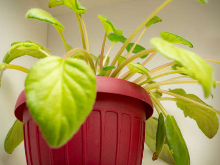 house plants with green strong leavesの写真素材