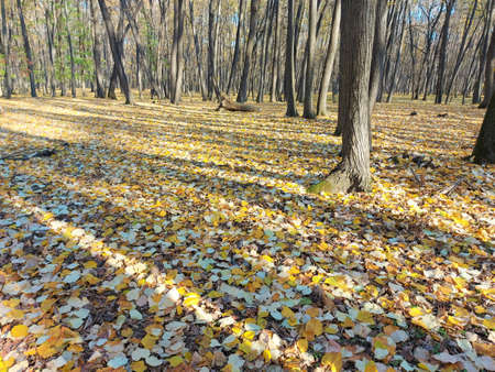 young forest with yellow leaves on the floor during autumn