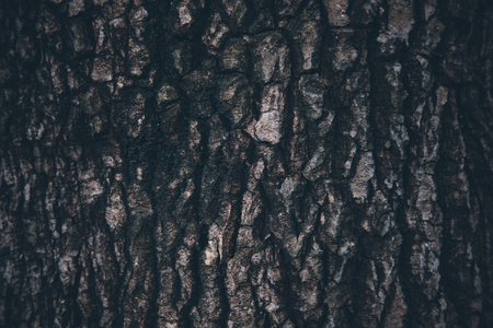 Wood Texture Abstract Backgroundの写真素材