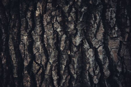 Wood Texture Abstract Backgroundの写真素材