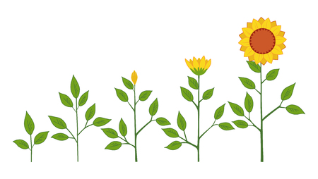 Vector sunflower plant growth stages concept, abstract flower symbols isolated on white background. Sunflower life cycle. Flat styleのイラスト素材