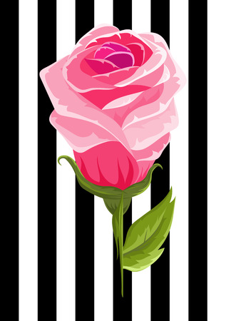 Pink rose bud illustration insolated flower on strip backgroundのイラスト素材