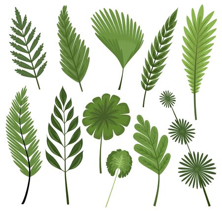 Tropical leaves collection. Vector isolated elements on the white backgroundのイラスト素材