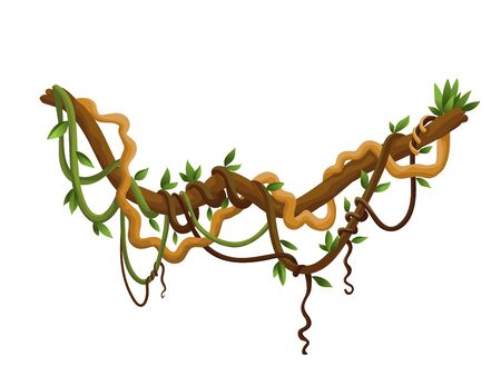 Liana or jungle wild vine winding branches. Woody natural tropical rainforestのイラスト素材