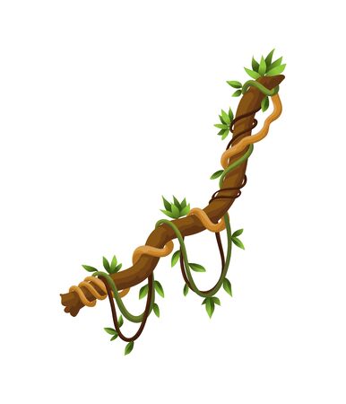 Twisted wild lianas branches banner. Jungle vine plants. Rainforest flora and exotic botanyのイラスト素材