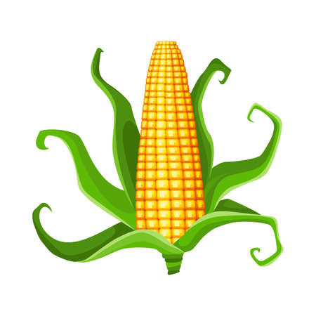 Corn. Isolated ripe corn ear. Yellow corn cob with green leaves. Summer farm design element. Sweet bunch of corn.のイラスト素材