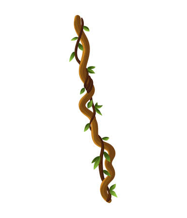 Liana or jungle wild vine winding branches. Woody natural tropical rainforestのイラスト素材