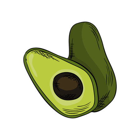 Watercolor eco frut. Line painted avocado. Colored line sketch of avocado on a white background. Hand drawn fresh food design element in vectorのイラスト素材