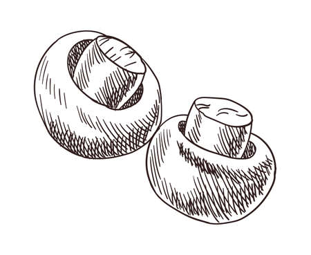 Vegetables top view frame. Engraved design. Mushrooms prepared to bbq design template. Vintage hand drawn sketch vector illustration. Good nutritionのイラスト素材