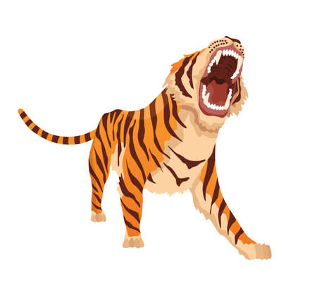 Adult big tiger. Angry animal from wildlife. Big cat. Predatory mammal. Painted cartoon animal design. Flat vector illustration isolated on white backgroundのイラスト素材