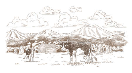 Cows grazing on meadow. Hand drawn farm land with barn vector illustration. Rural landscape, village vintage sketchのイラスト素材