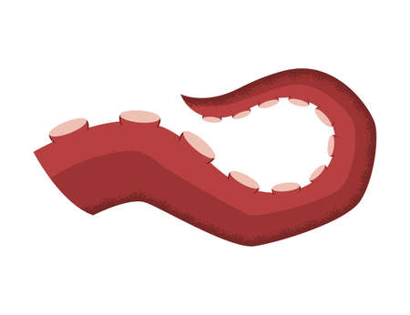 Octopus tentacle on white background. Sea squid vector cartoon icon. Spooky marine monster arm. Underwater animalのイラスト素材