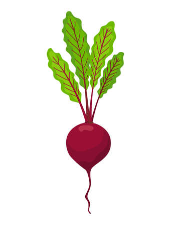 Beet vegetables growing. Plant showing root structure. Farm product for restaurant menu or market label. Organic and healthy foodのイラスト素材