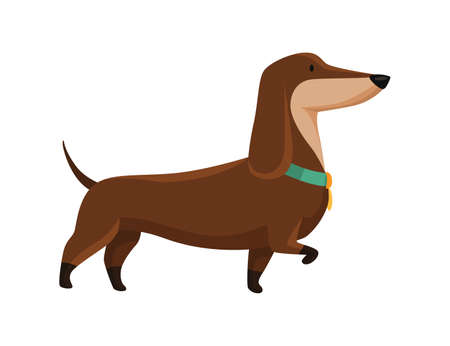 Dog dachshund. Cute funny character portrait. Short-legged pet with long body goes. Adorable cartoon vector illustrationのイラスト素材