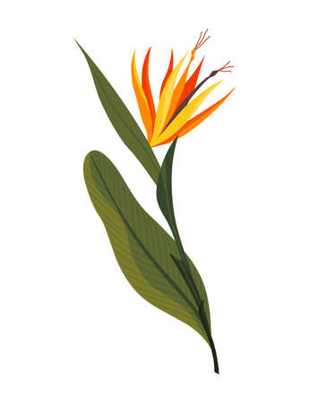 Tropical leaves plant. Exotic foliage with flower. Green decorative jungle plant. Vector hand drawn botanical graphic elementのイラスト素材