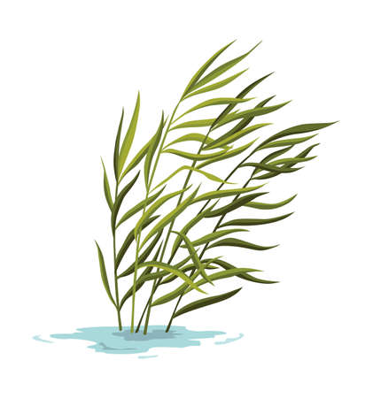 Marsh and wetland plant. Hand drawn botanical item. Swamp flora and fauna. Common plant grow in water, isolated illustrationのイラスト素材