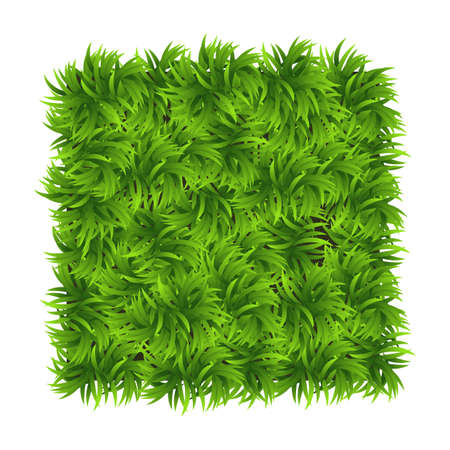 Green grass square. Ground cover plants background texture. Design for card, banner. Piece grasses for you designのイラスト素材