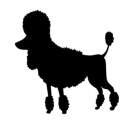 Dog silhouette, poodle breed. Side view pet stand icon in black color. Make used for dog show, competition, pet store, guide dog, veterinary, dog walking. Domestic animal isolated on white backgroundのイラスト素材