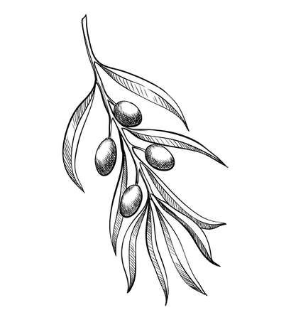 Olive branche, hand-drawn engraving vector illustration isolated on white. Leaves and black fruits in sketch styleのイラスト素材