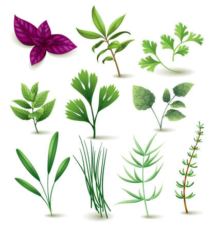 Culinary herbs set. Popular plants, natural health care. Kitchen herbs and spices banner isolated on white backgroundのイラスト素材