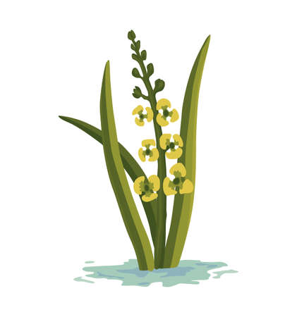 Marsh and wetland plant. Hand drawn botanical item. Swamp flora and fauna. Common plant grow in water, isolated illustrationのイラスト素材