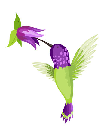 Hummingbird. Multi-colored flying tropical colibri with flower isolated on white background. Vector illustration of bright paradise bird fly over the blooming flowerのイラスト素材
