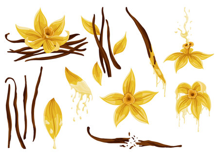 Vanilla flowers, pods and sticks. Realistic vector set of isolated elements. Nature spice. Yellow blossom with dropsのイラスト素材