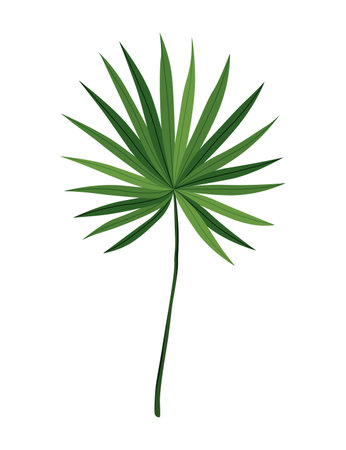 Tropical leaves plant. Exotic foliage. Green decorative jungle plant. Vector hand drawn botanical graphic elementのイラスト素材