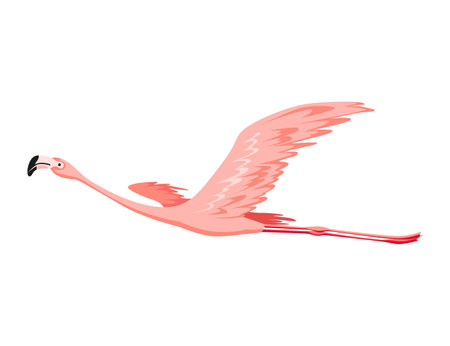 Pink flamingo. Exotic tropical bird character. Isolated wildlife animal. Nature wild fauna. Cute african bird flyingのイラスト素材