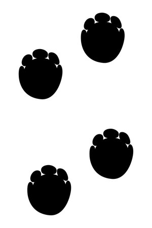Animals feet track. Elephant black paw, walking feet silhouette or footprints. Trace step imprints isolated on white. Walking tracks paws illustrationのイラスト素材