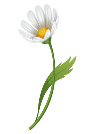Chamomile flower. Botanical illustration of daisy. Design element for herbal tea, natural cosmetics, health care products or aromatherapy. White flower with green leaves and stemのイラスト素材
