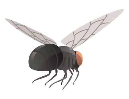 Housefly insect icon. Wildlife symbol in cartoon style. Scary insect. Graphic design element. Entomology closeup color vector illustration isolated on white backgroundのイラスト素材