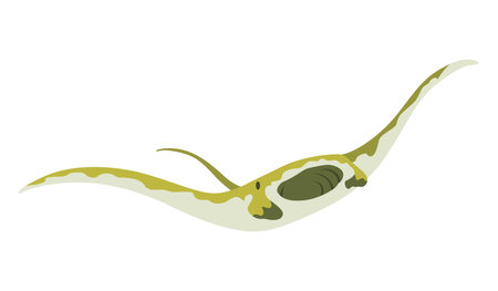 Stingray fish. Sea animal floating underwater. Cute cartoon stingray. Adorable sea creature isolated on white background. Wildlife, nature concept. Vector illustration of manta rayのイラスト素材